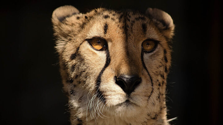 Indie i Republika Południowej Afryki podpisały umowę na sprowadzenie 12 gepardów