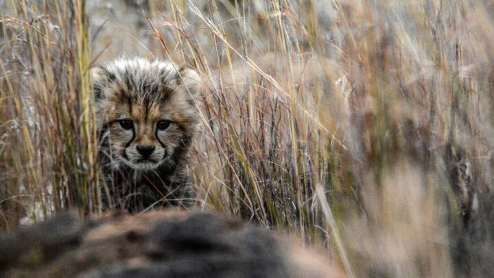 Afrykańkie gepardy docierają do Indii!